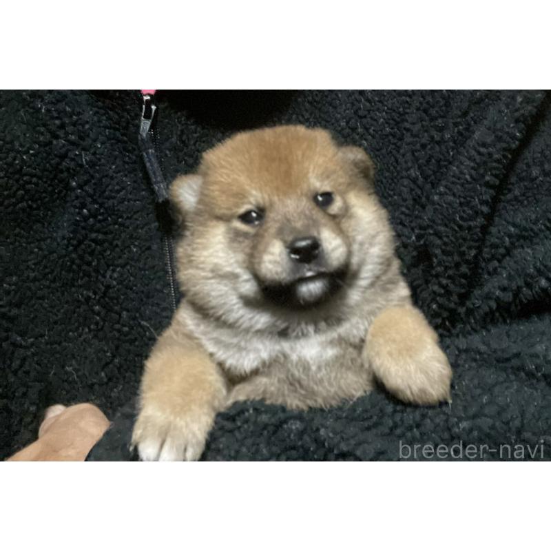 販売中の埼玉県の柴犬-415136の4枚目
