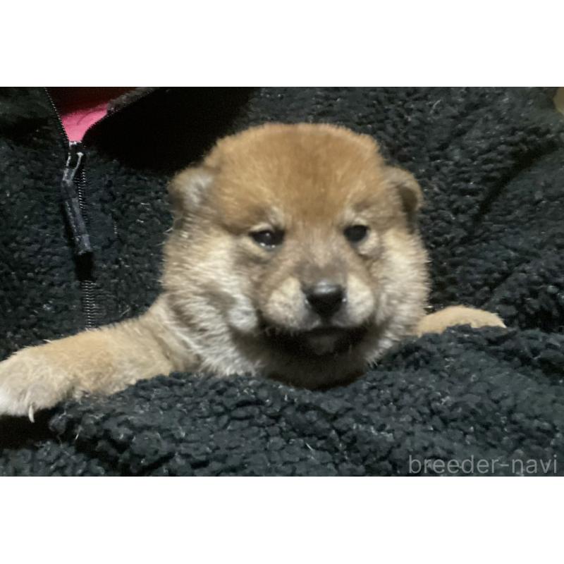 販売中の埼玉県の柴犬-415136の3枚目
