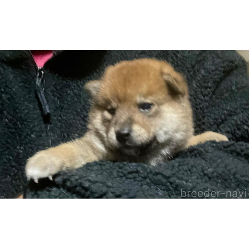 販売中の埼玉県の柴犬-415136の2枚目