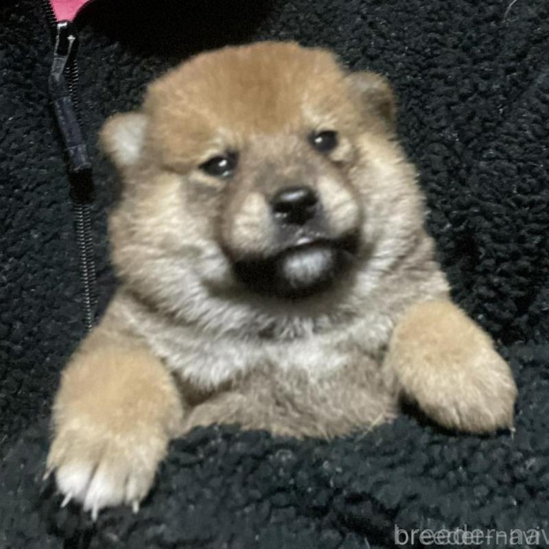 販売中の埼玉県の柴犬-415136