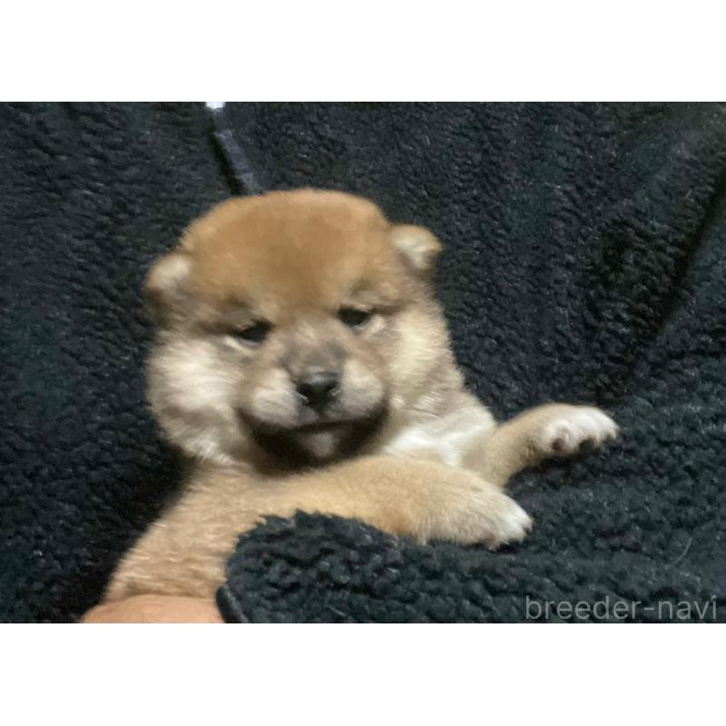 販売中の埼玉県の柴犬-415137の5枚目