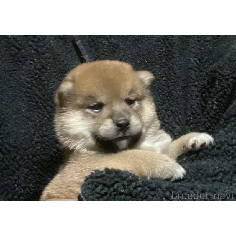 販売中の埼玉県の柴犬-415137の4枚目