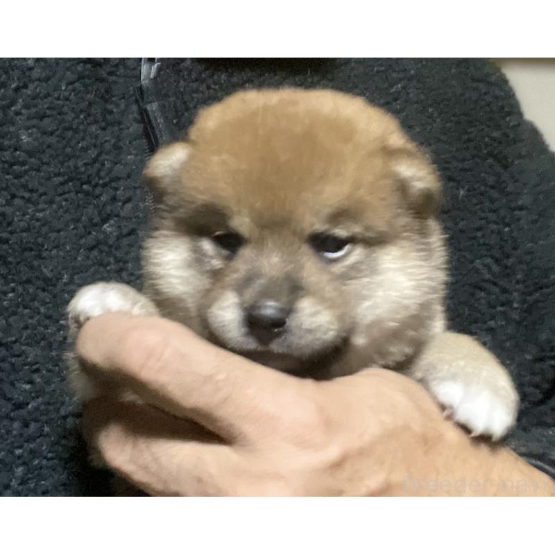 販売中の埼玉県の柴犬-415137の2枚目