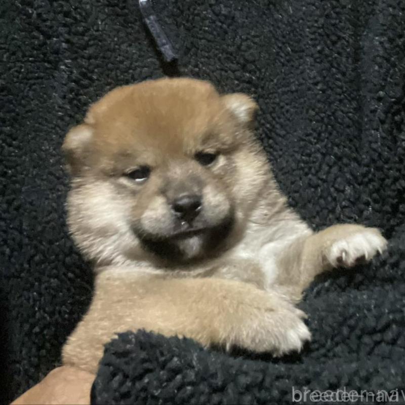 販売中の埼玉県の柴犬-415137