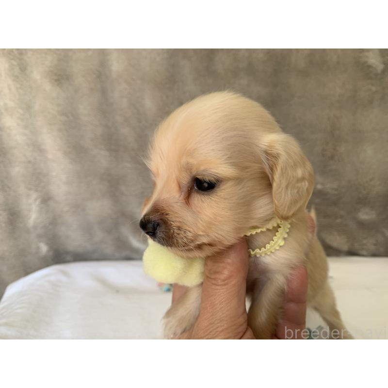 販売中の大分県のミニチュアダックスフンド(ロングヘアード)-415514の5枚目