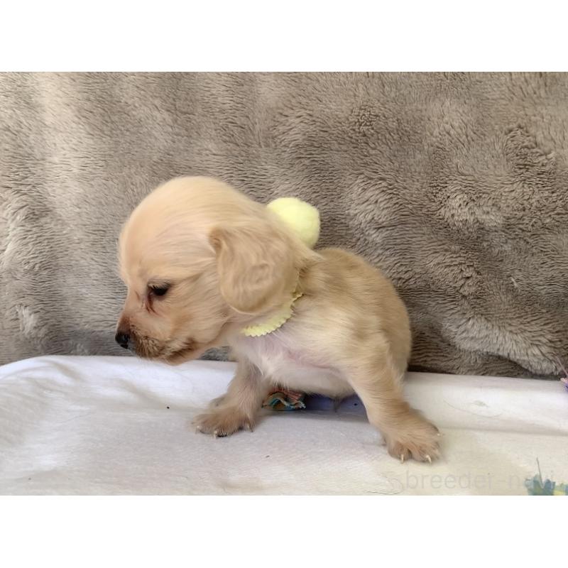 販売中の大分県のミニチュアダックスフンド(ロングヘアード)-415514の2枚目