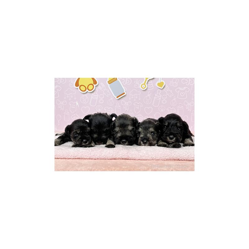 販売中の東京都のミニチュアシュナウザー-415520の6枚目