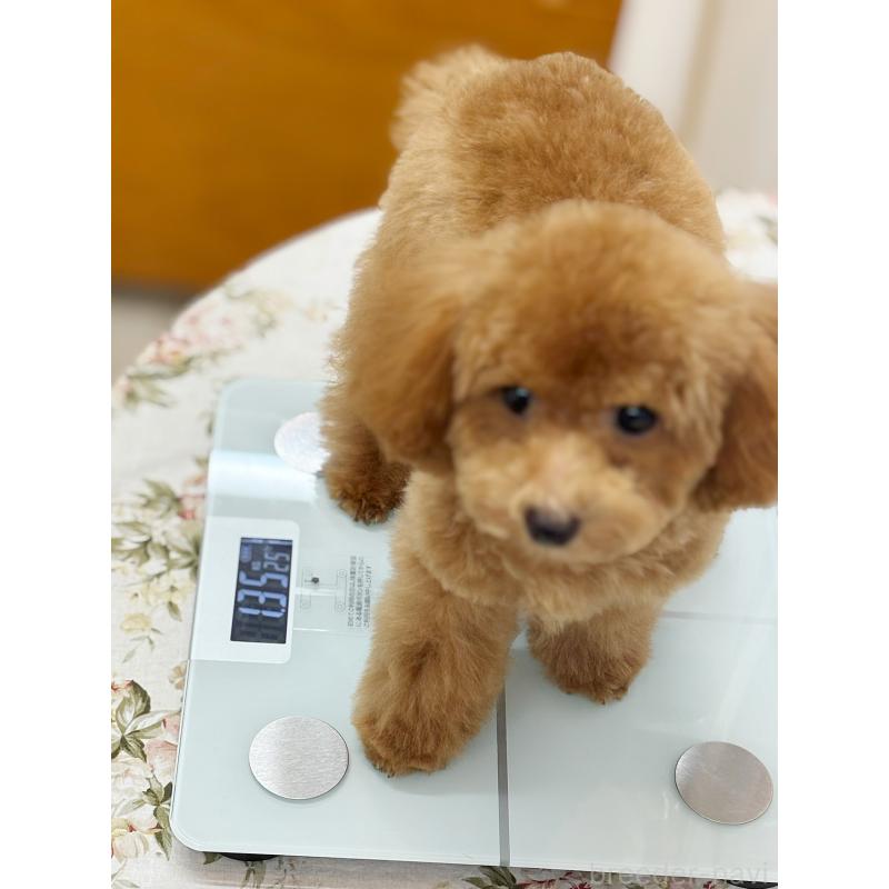 販売中の京都府のティーカッププードル-396942の6枚目