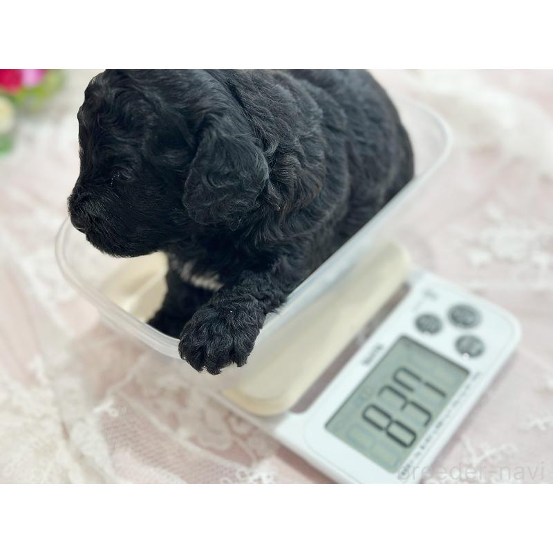 販売中の京都府のトイプードル-415530の8枚目