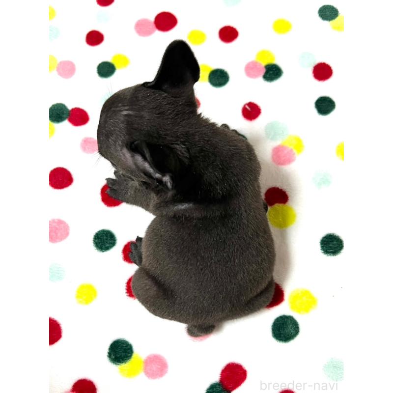 販売中の香川県のフレンチブルドッグ-415531の4枚目