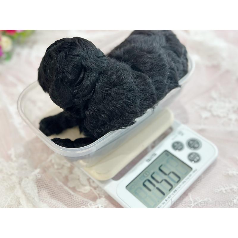 販売中の京都府のトイプードル-415532の2枚目