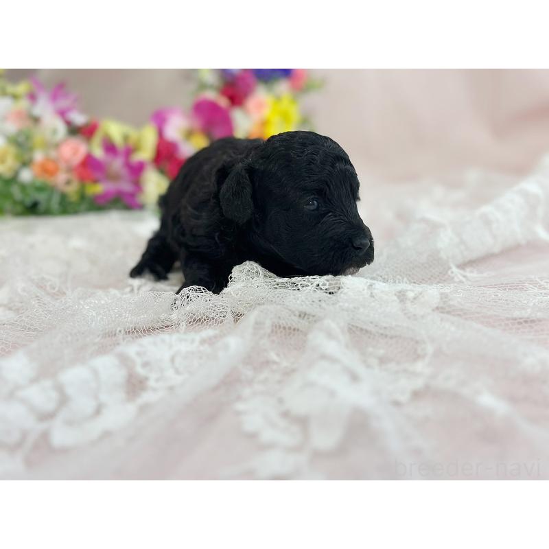 販売中の京都府のトイプードル-415536の6枚目