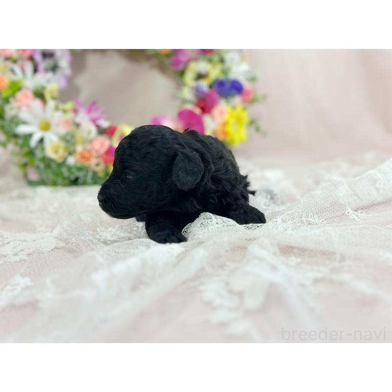 販売中の京都府のトイプードル-415536の4枚目