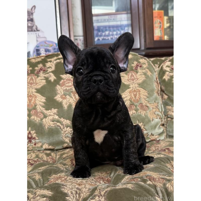 成約済の三重県のフレンチブルドッグ-412075の1枚目