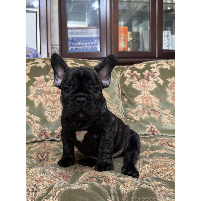 成約済の三重県のフレンチブルドッグ-412075の4枚目