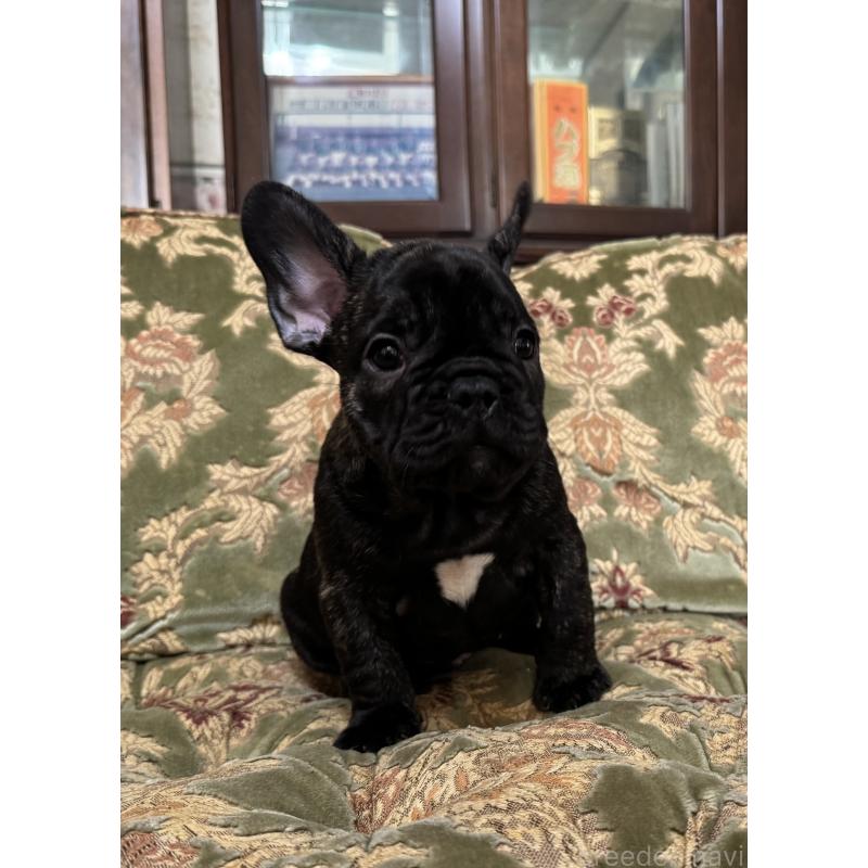 成約済の三重県のフレンチブルドッグ-412075の3枚目