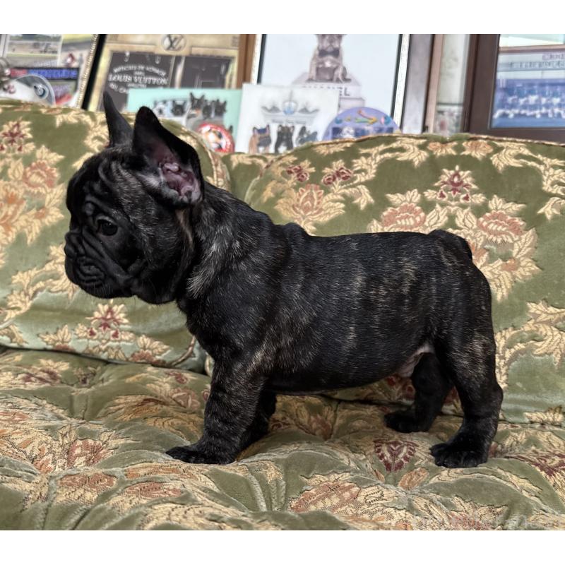 成約済の三重県のフレンチブルドッグ-412075の2枚目