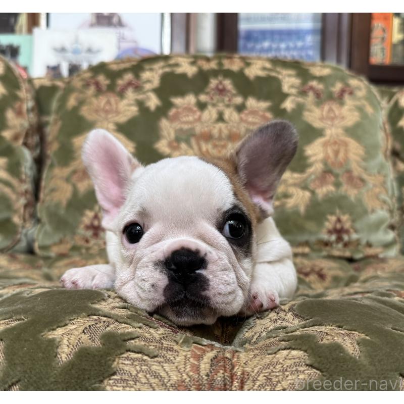 成約済の三重県のフレンチブルドッグ-412080の1枚目
