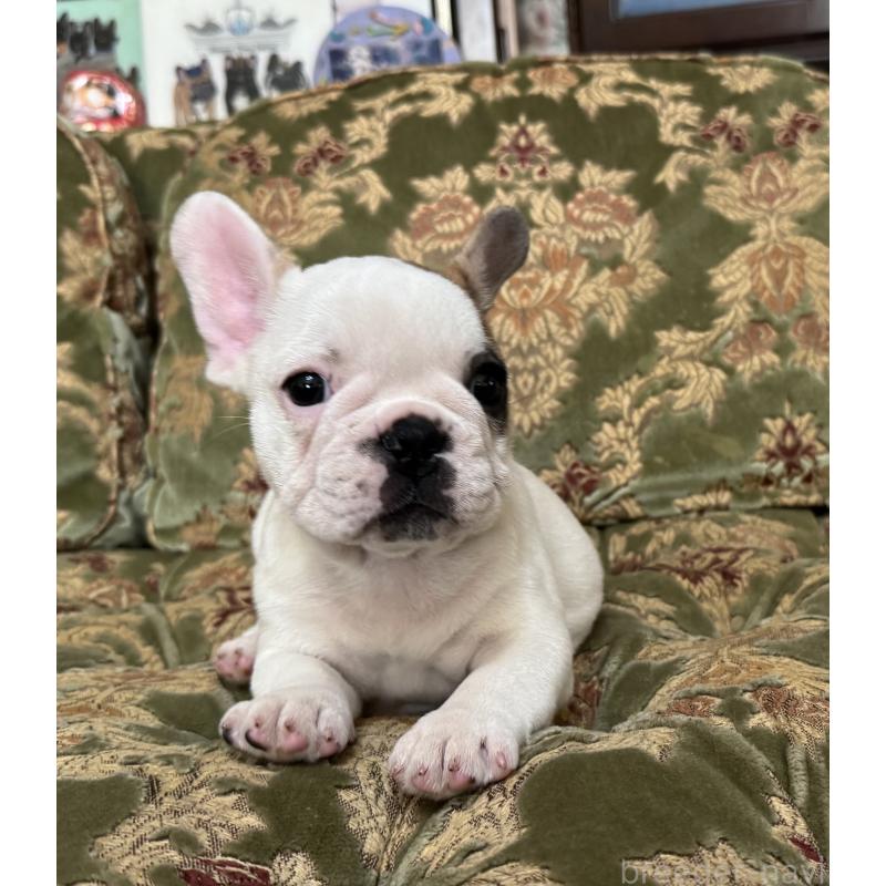 成約済の三重県のフレンチブルドッグ-412080の5枚目