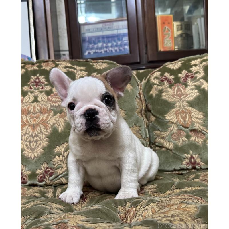 成約済の三重県のフレンチブルドッグ-412080の4枚目