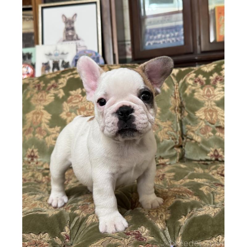 成約済の三重県のフレンチブルドッグ-412080の3枚目