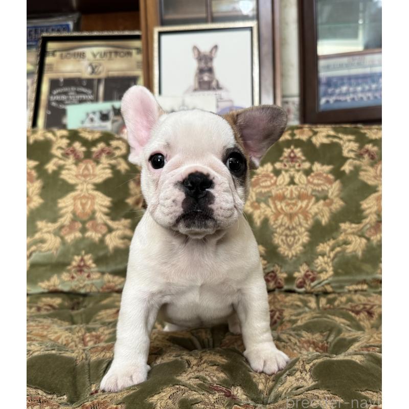 成約済の三重県のフレンチブルドッグ-412080の2枚目