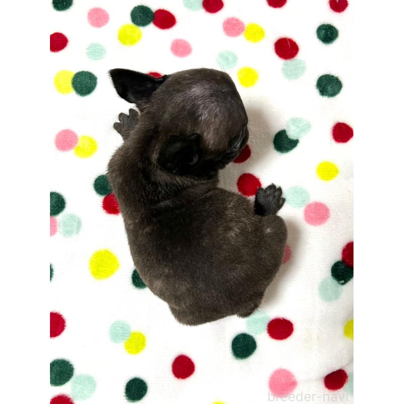 販売中の香川県のフレンチブルドッグ-415538の4枚目