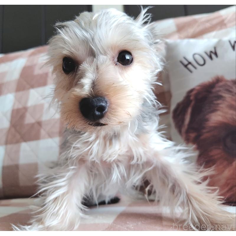 販売中の千葉県のヨークシャーテリア-375849の23枚目