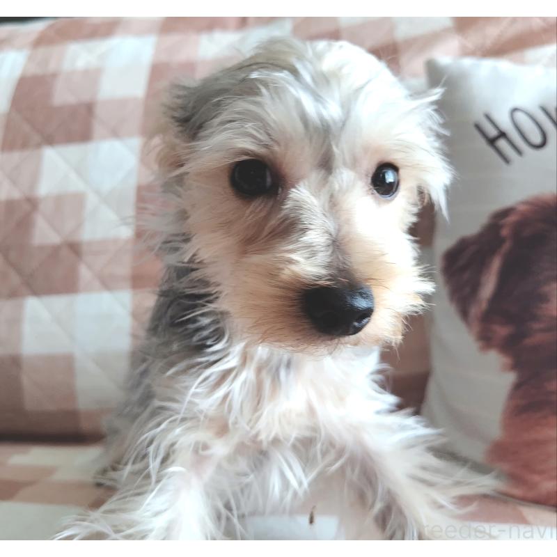 販売中の千葉県のヨークシャーテリア-375849の22枚目