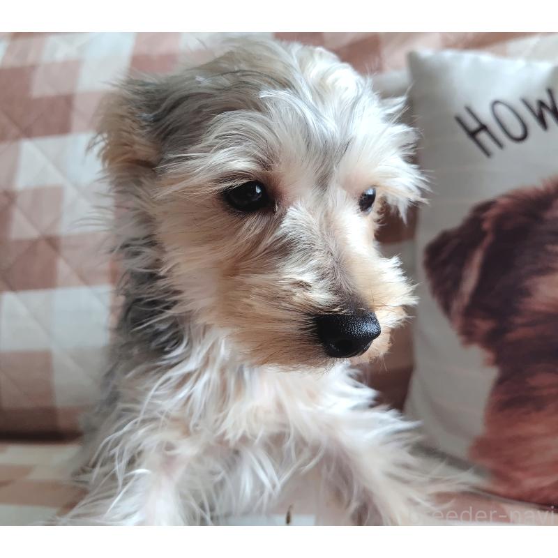 販売中の千葉県のヨークシャーテリア-375849の21枚目