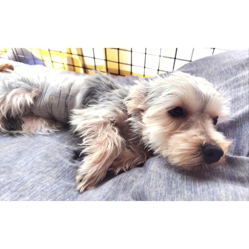 販売中の千葉県のヨークシャーテリア-375849の20枚目