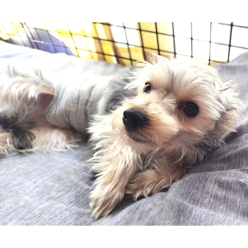 販売中の千葉県のヨークシャーテリア-375849の19枚目