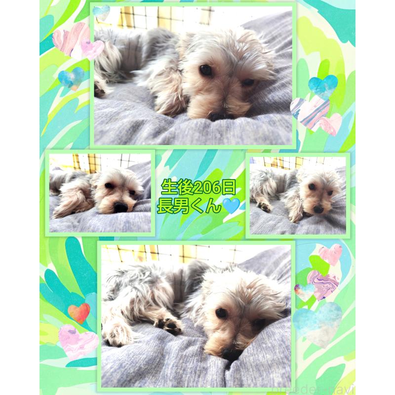販売中の千葉県のヨークシャーテリア-375849の18枚目