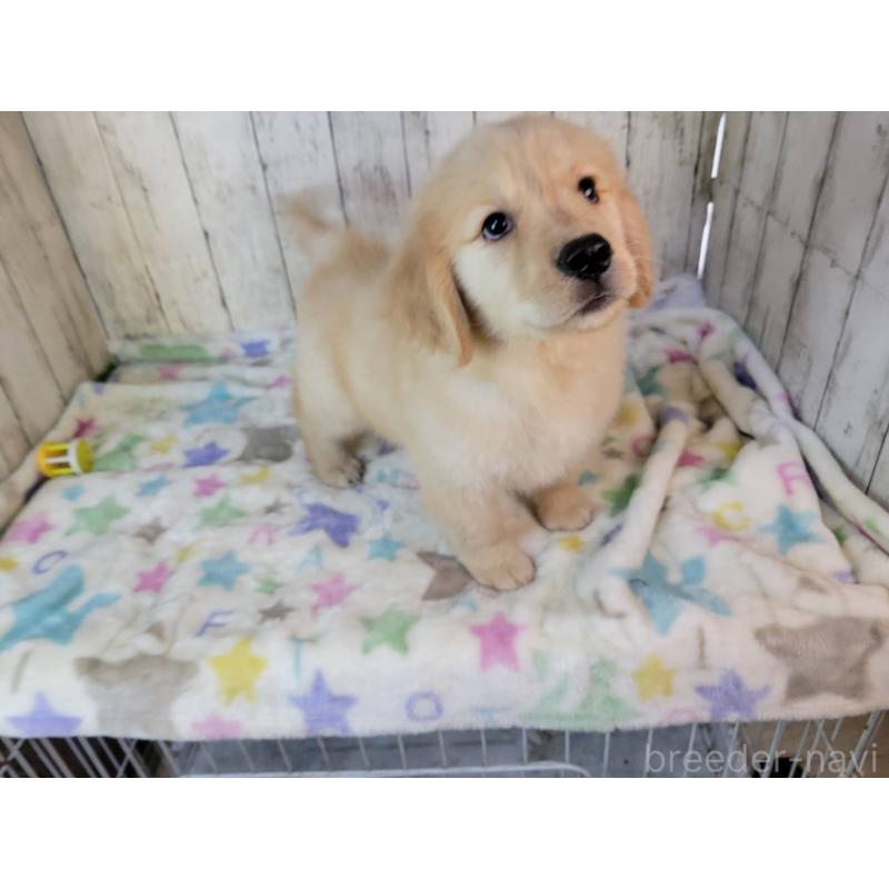 販売中の三重県のゴールデンレトリーバー-415557の2枚目