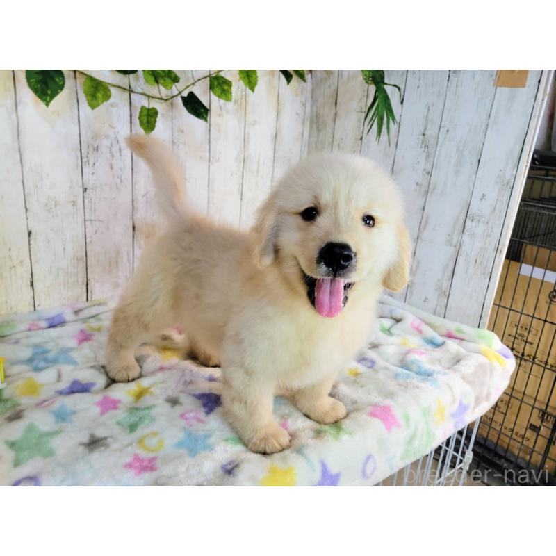 販売中の三重県のゴールデンレトリーバー-415563の5枚目