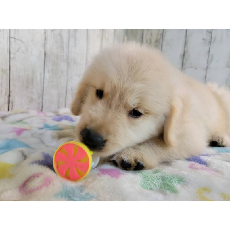 販売中の三重県のゴールデンレトリーバー-415563の2枚目