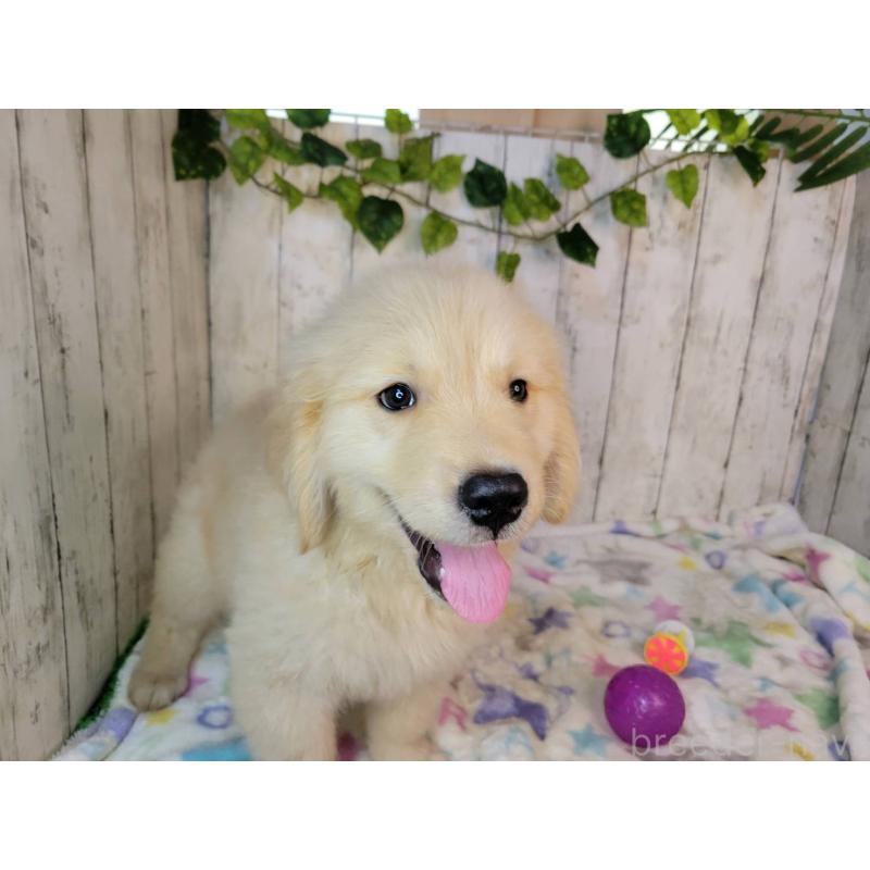 販売中の三重県のゴールデンレトリーバー-415569の3枚目