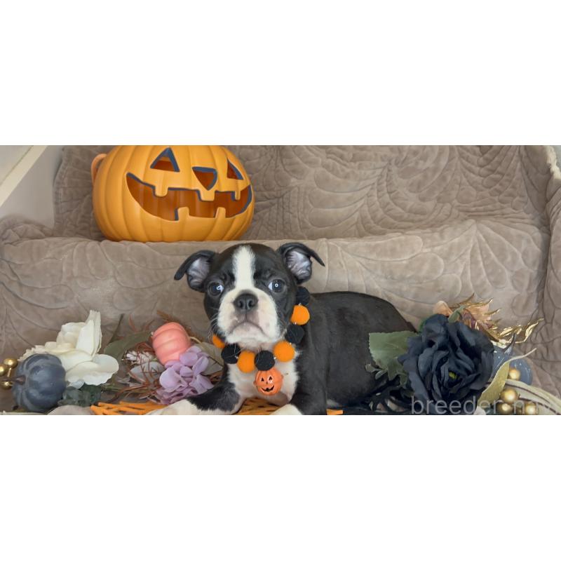 成約済の静岡県のボストンテリア-409217の14枚目