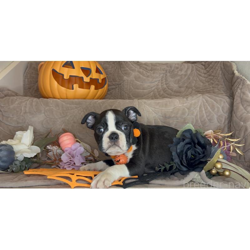 成約済の静岡県のボストンテリア-409217の13枚目