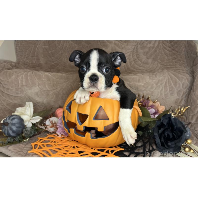 成約済の静岡県のボストンテリア-409217の12枚目