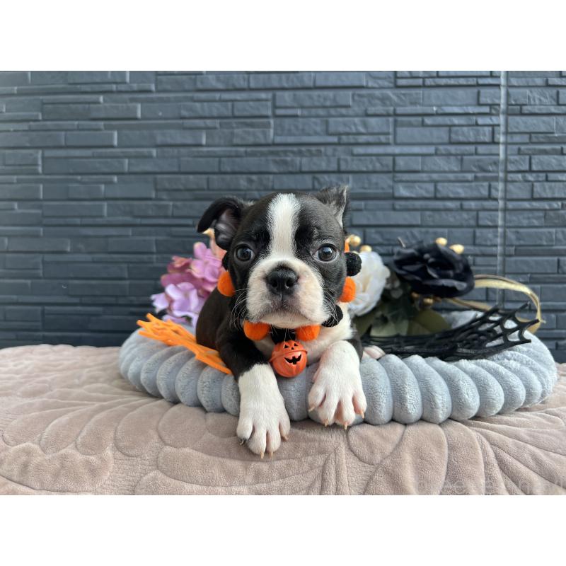 成約済の静岡県のボストンテリア-409217の11枚目