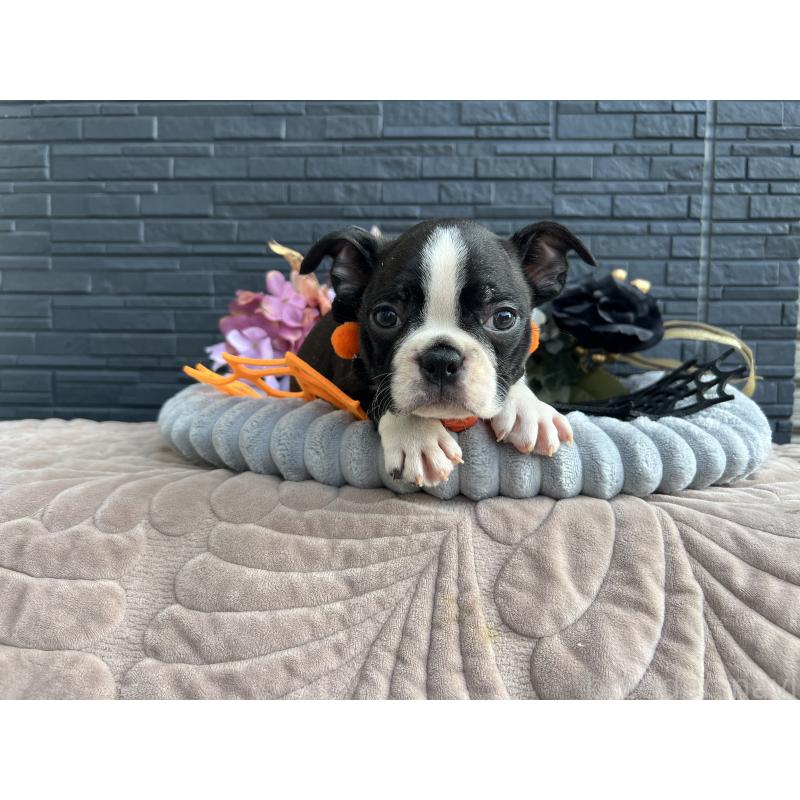 成約済の静岡県のボストンテリア-409217