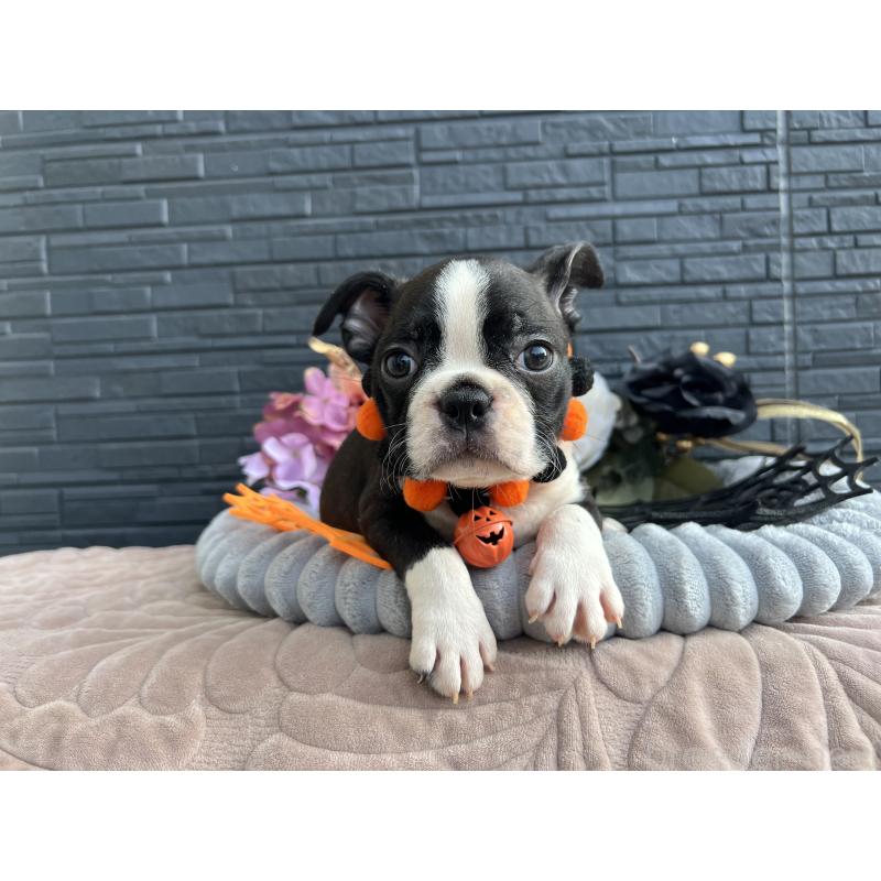 成約済の静岡県のボストンテリア-409217の9枚目