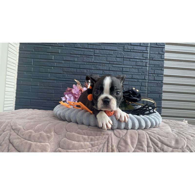 成約済の静岡県のボストンテリア-409217の7枚目