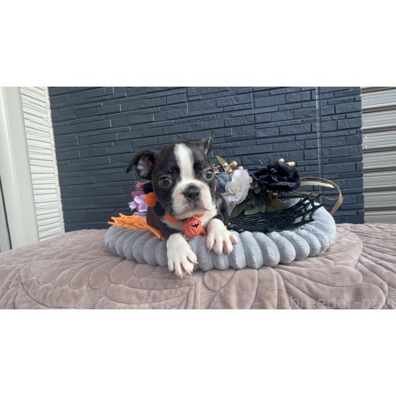 成約済の静岡県のボストンテリア-409217の6枚目