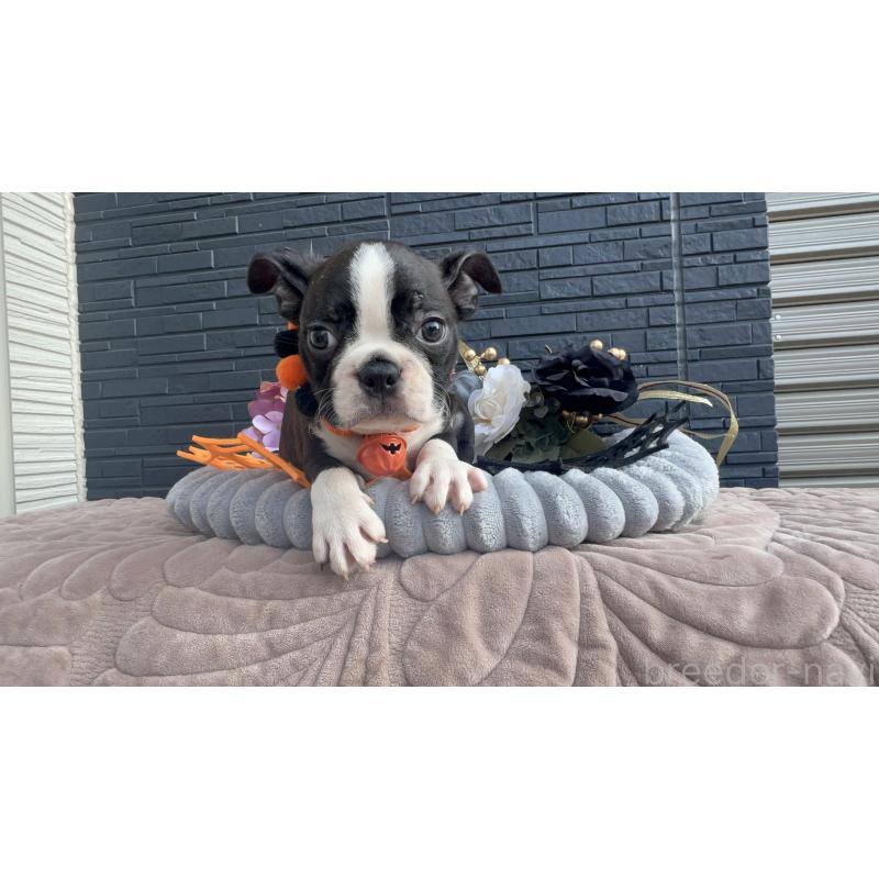 成約済の静岡県のボストンテリア-409217の5枚目