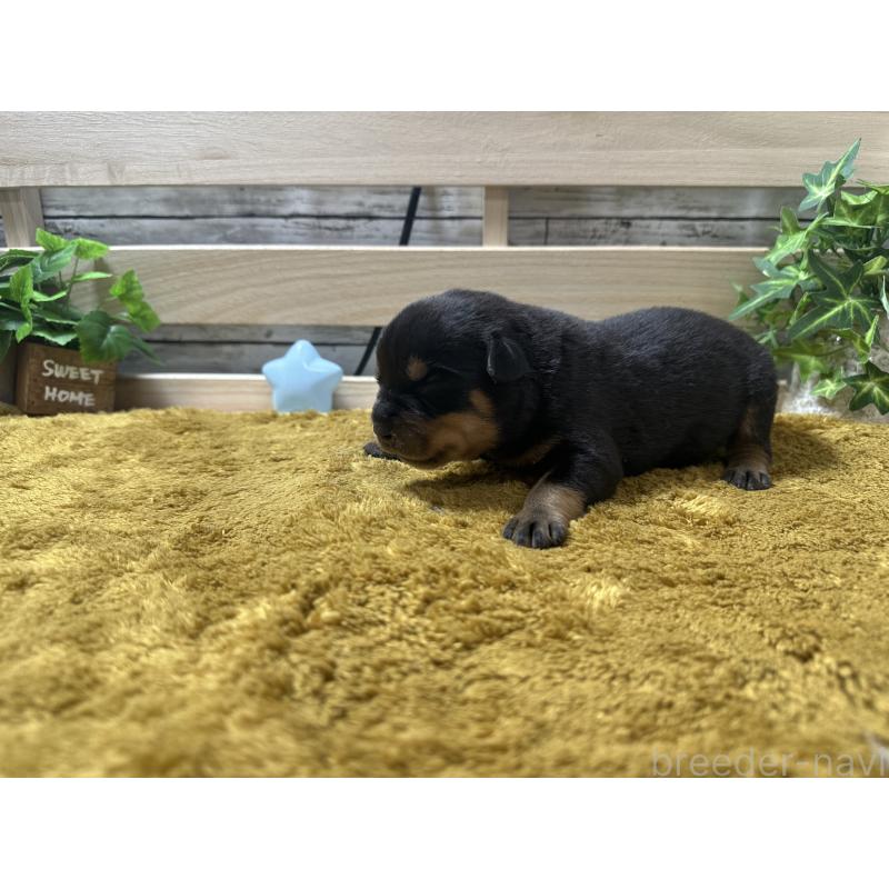 販売中の奈良県のロットワイラー-415573の2枚目