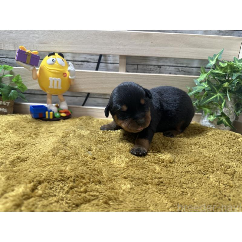 販売中の奈良県のロットワイラー-415574の2枚目