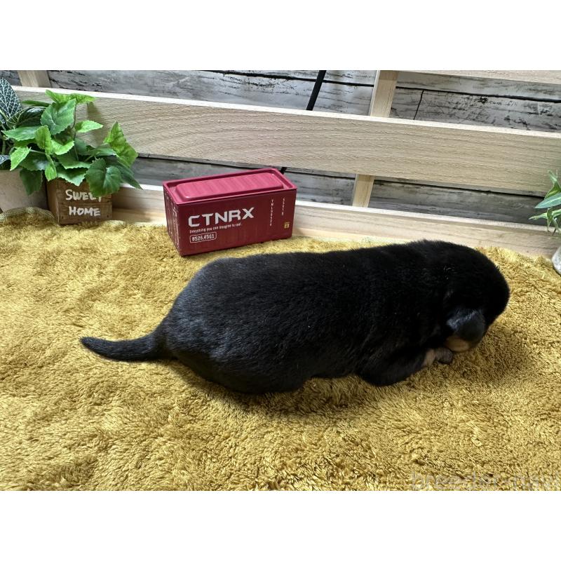 販売中の奈良県のロットワイラー-415578の2枚目