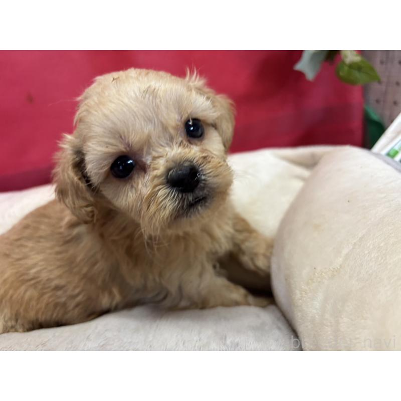 販売中の愛知県のミックス犬-415583